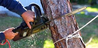 Professional Tree Services in Baldwin Park, CA