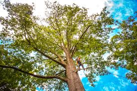 Baldwin Park, CA Tree Services Company