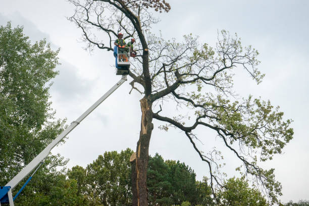 How Our Tree Care Process Works  in  Baldwin Park, CA