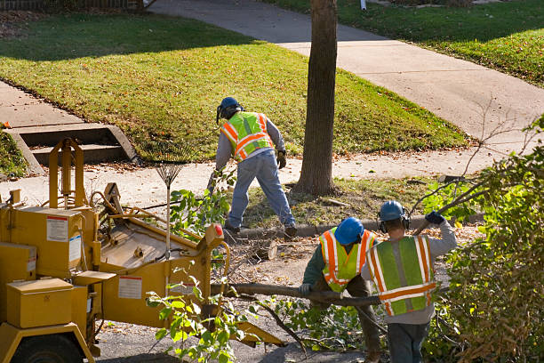 Best Leaf Removal  in Baldwin Park, CA