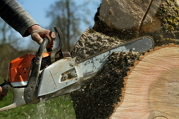 Best Tree Preservation Services  in Baldwin Park, CA